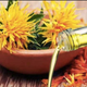 Illustration for article titled Safflower Oil: Is It Effectiveem/em